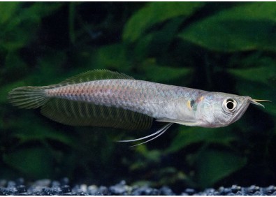 Silver arowana