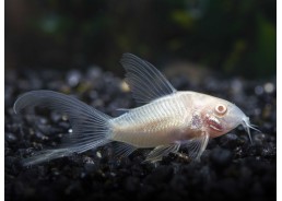 Corydoras albinos voile
