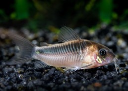 Corydoras rabauti