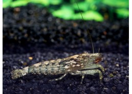 Crevette bambou - Crevette & écrevisse - Comptoir du Poisson exotique