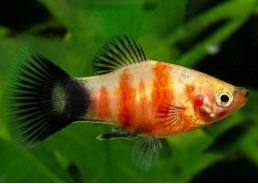 Platy zebra wagtail
