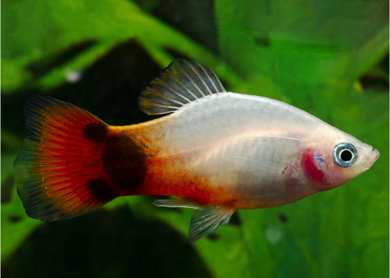 Platy mickey sunburst