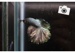 Betta select mâle super...