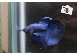 Betta select mâle super...