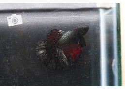 Betta select mâle super...