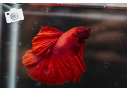 Betta select mâle super...