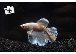 Betta select mâle super...