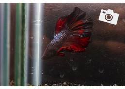 Betta select mâle super...