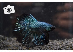 Betta select mâle super...