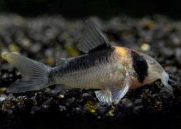 Corydoras adolfoi