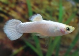 Guppy mâle select platinium...