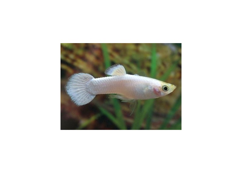 Guppy mâle select platinium white