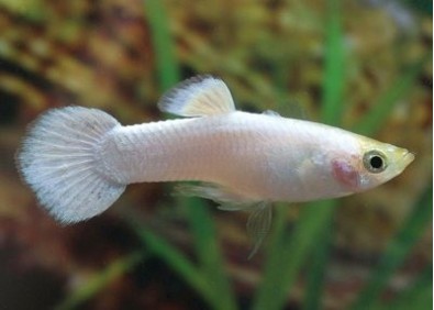 Guppy mâle select platinium white