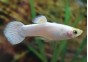 Guppy mâle select platinium white