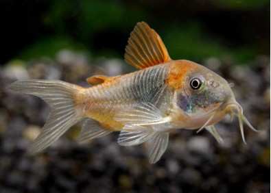 Corydoras venezuela orange