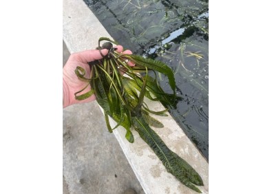 Aponogeton boivinianus - Bulbe