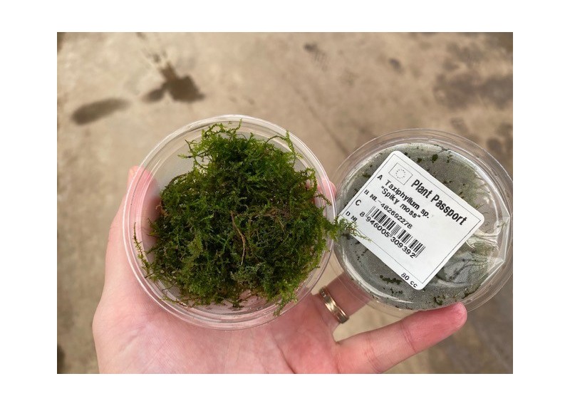 Spikey mousse - Cup 80cc