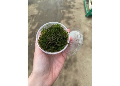 Flame mousse - Cup 80cc