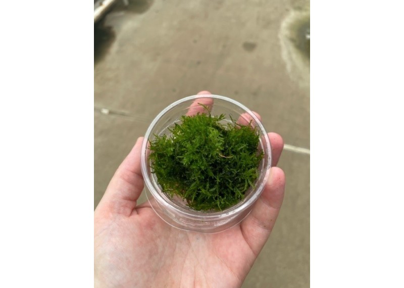 Peacock mousse - Cup 80cc