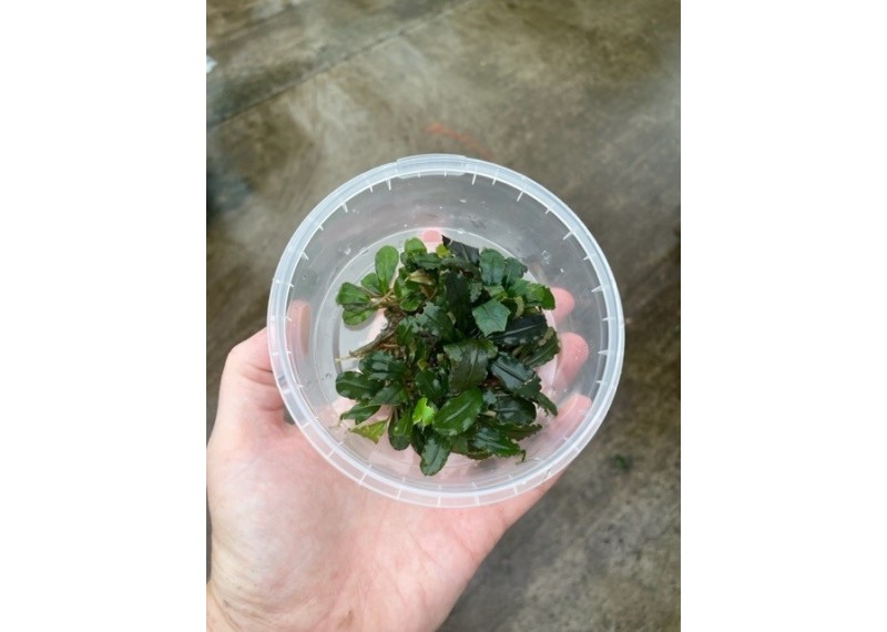 Bucephalandra support inox (6,5 cm ) (packed in cup)