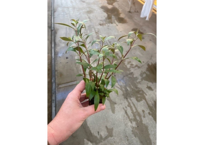 Alternanthera reineckii - Pot de 5cm