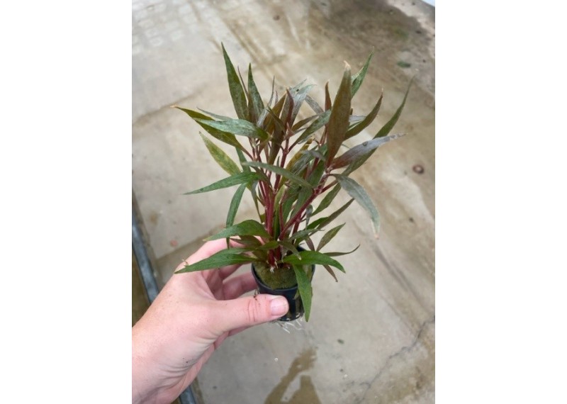 Alternanthera rosaefolia - Pot de 5cm