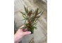 Alternanthera rosaefolia - Pot de 5cm