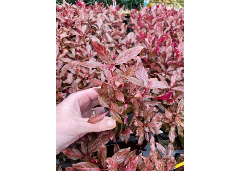 Alternanthera cardinalis rosanervig - Pot de 5cm