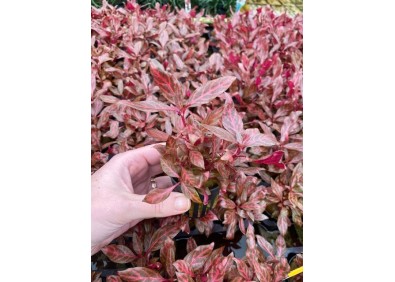 Alternanthera cardinalis rosanervig - Pot de 5cm