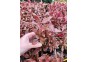 Alternanthera cardinalis rosanervig - Pot de 5cm