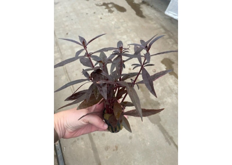 Alternanthera sessilis - Pot de 5cm