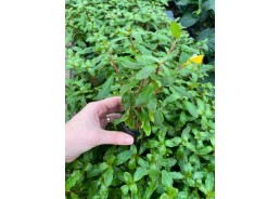 Ammania senegalensis - Pot...