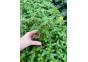 Ammania senegalensis - Pot de 5cm