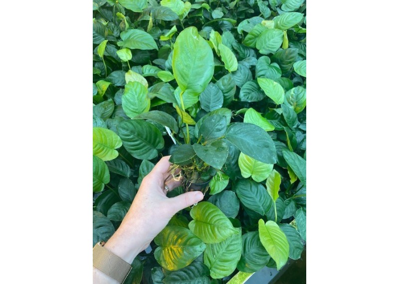 Anubias barteri - Pot de 5cm