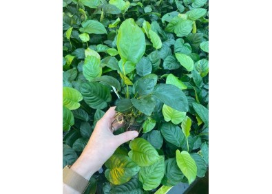 Anubias barteri - Pot de 5cm