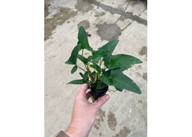 Anubias gracilis - Pot de 5cm