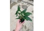 Anubias gracilis - Pot de 5cm