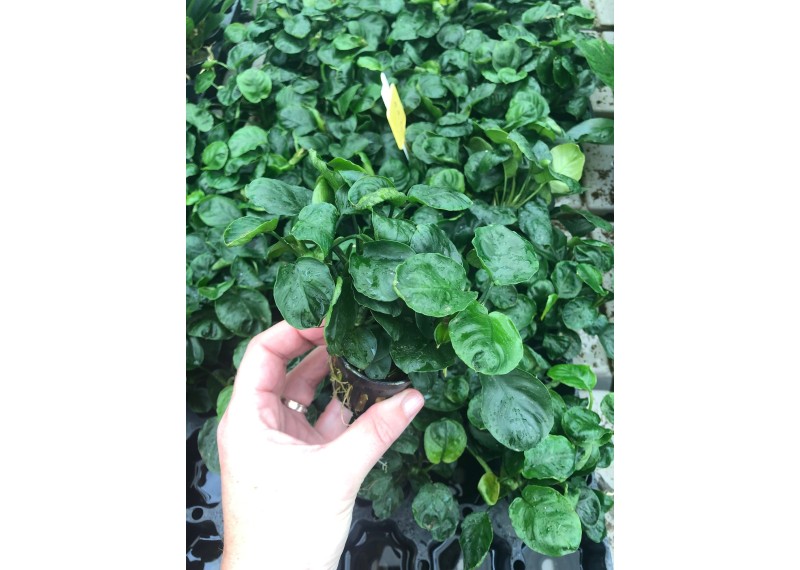 Anubias 'Golden coin' - Pot de 5cm