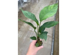 Anubias heterophylla - Pot...