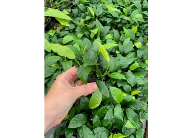 Anubias nana - Pot de 5cm