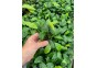 Anubias nana - Pot de 5cm
