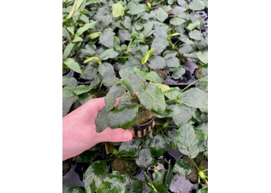 Anubias nana thick leaf - Pot de 5cm