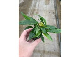 Anubias minima variegata -...