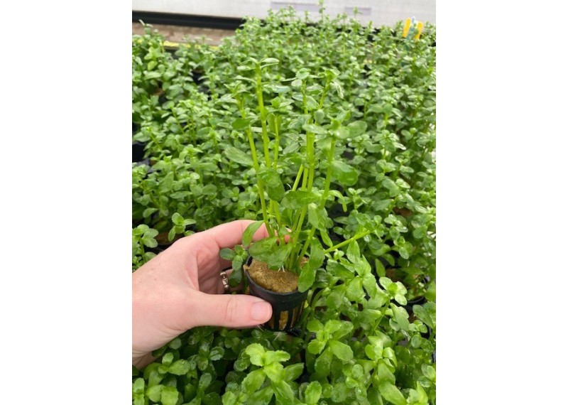 Bacopa crenata - Pot de 5cm