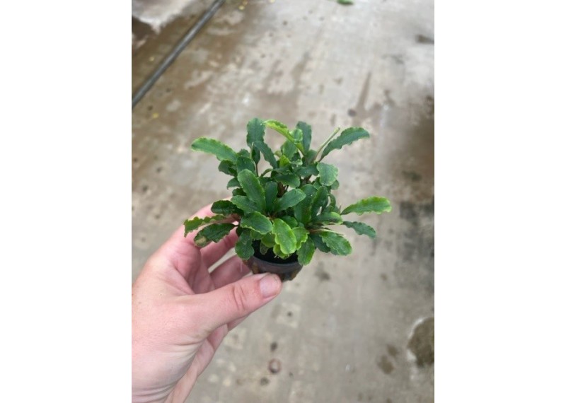 Bucephalandra green velvet - Pot de 5cm