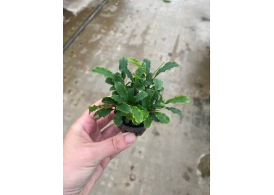 Bucephalandra green velvet - Pot de 5cm
