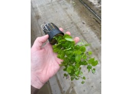 Cardamine lyrata - Pot de 5cm