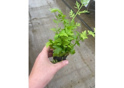 Ceratopteris cornuta (thick) - Pot de 5cm