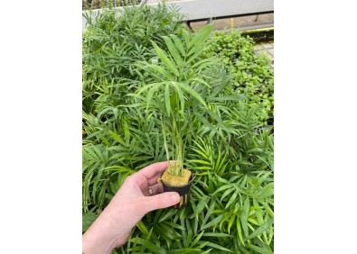 Chamaedorea (palm) - Pot de 5cm (terrarium)