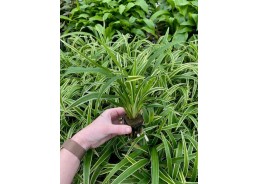 Chlorophytum bichetii - Pot...